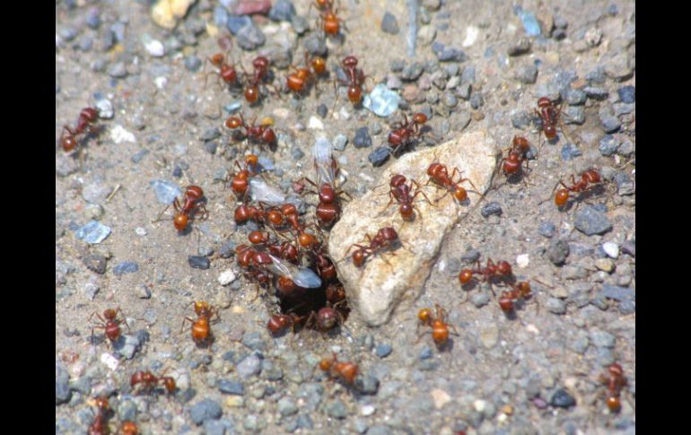 Durante varias semanas, científicos estudian el comportamiento de las hormigas. ARCHIVO /