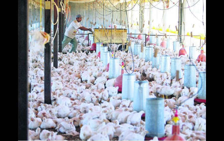 Desafío. El sector avícola busca erradicar la influenza aviar para recuperar los mercados. ARCHIVO /