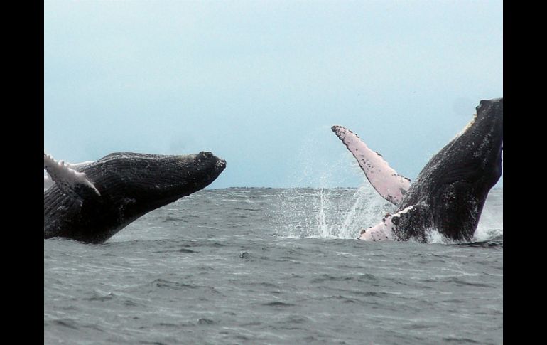 Los japoneses cazan ballenas desde 1987 alegando una supuesta finalidad científica. ARCHIVO /