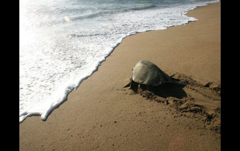 En 2012 se tuvo un registro de 557 nidos de tortugas marinas protegidos. ARCHIVO /