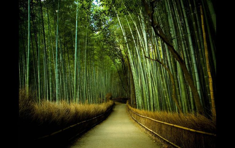 El bambú puede ser un cultivo interesante y productivo en México. ARCHIVO /