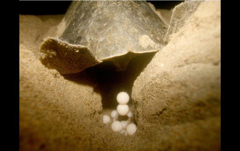 Nicaragua es uno de los pocos países donde las tortugas marinas se reproducen. ESPECIAL /