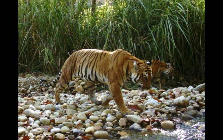 Pareja de tigres en el Parque Nacional de Chitwan. La meta es duplicar la población de estos felinos para el año 2022. EFE /