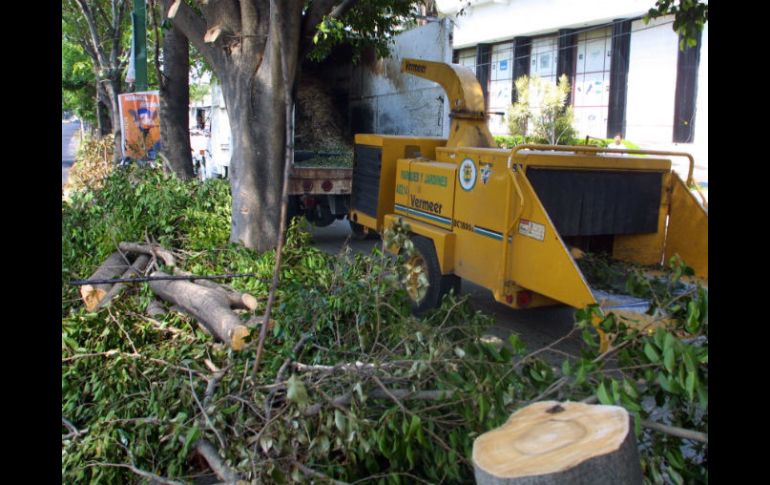 Si tienes desechos de podas, las autoridades municipales pasan a tu casa y las recogen sin costo. ARCHIVO /