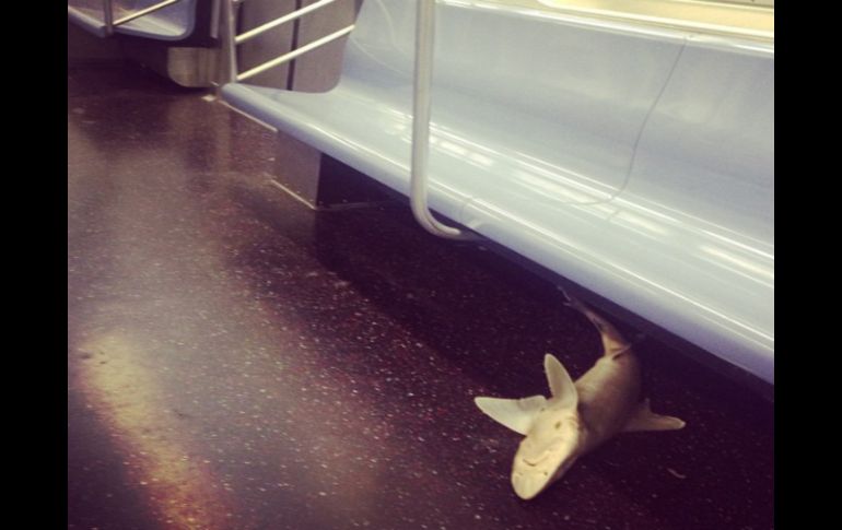 El cadáver del tiburón se encontraba debajo de un asiento. TOMADA DE @imababysquid  /
