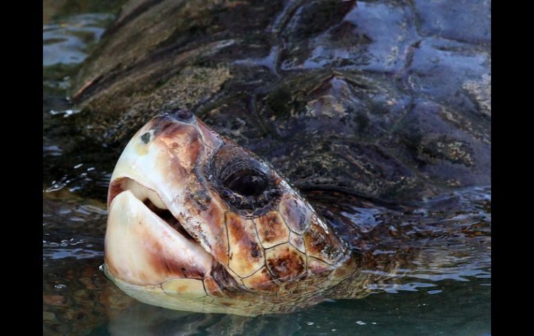 La amenaza que se cierne sobre las tortugas es de origen natural, pero altamente tóxica. ARCHIVO /