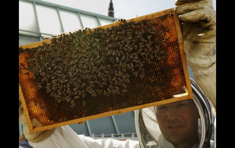 Un apicultor sostiene un panel de abejas del proyecto artístico que ocupa el tejado del Museo de Arte Moderno de Fráncfort. EFE /