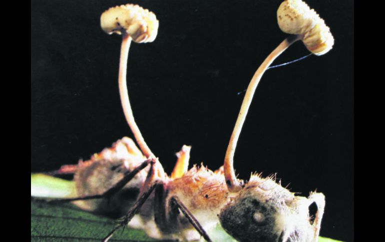 Las esporas del hongo (Cordyceps lloydii) digieren las entrañas de la hormiga bala dejando su exo esqueleto intacto.  /