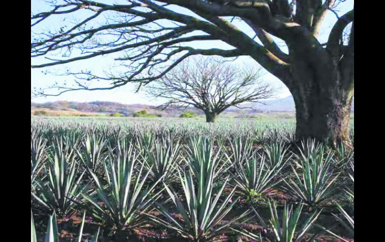 En zonas más cálidas, como Tequila y sus alrededores, el agave es más fibroso y brinda al tequila aromas herbales y especias. ESPECIAL /