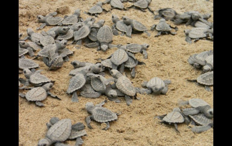 Unas 250 mil tortugas pueden anidar en una sola temporada de agosto a diciembre en Nicaragua. ARCHIVO /