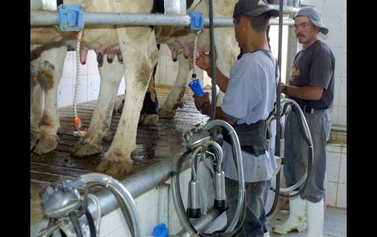 El sector lechero del Estado contribuye con 5.3 millones de litros diarios del total de la producción nacional. ARCHIVO /