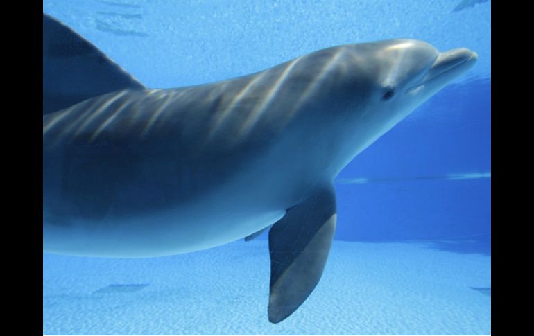 Un total de 12 niños reciben las terapias asistidas con delfines. ARCHIVO /