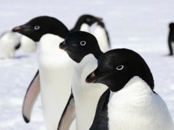 Australian Antartic Division muestra varios pinguinos de Adelaida, que miden 76 cm y pesan unos cuatro kilos en su hábitat. EFE /