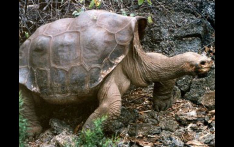 Existen once especies de tortugas gigantes cuya población se ha reducido de 250 mil a solo 20 mil ejemplares. ARCHIVO /