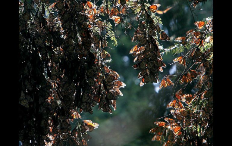 La reserva natural todavía espera que lleguen más ejemplares de mariposas monarca. EFE /