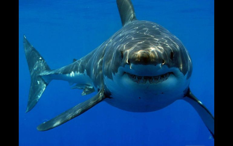 El gran tiburón blanco llega a medir hasta 5.5 metros de longitud. ESPECIAL /
