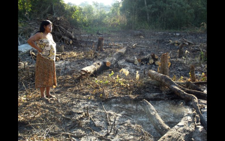 Las tierras guaraníes sufren devastación al ser invadidas por la empresa estadounidense Bunge. ESPECIAL /