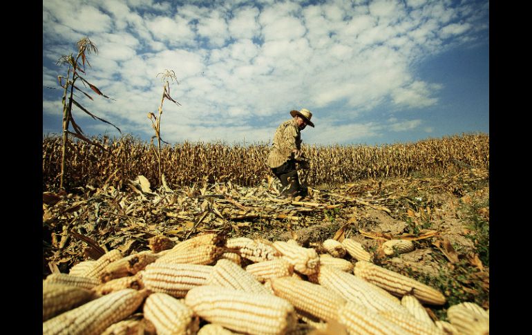 En el último año se importaron 950 mil toneladas de maíz blanco, la mayoría procedente de Sudáfrica. ARCHIVO /