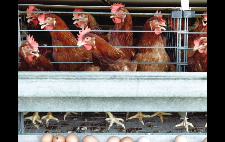 La productividad del sector avícola en Los Altos no registra aún los niveles que tenía hace dos años.EE  /