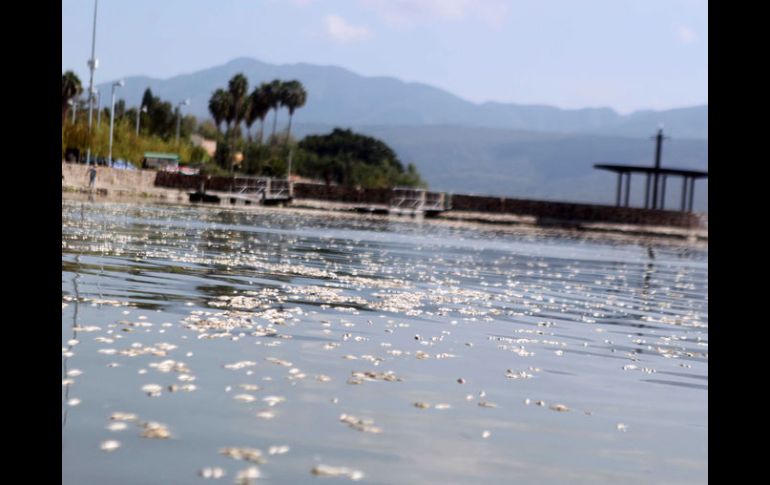 La CEA advierte que el agua que entra a la Laguna de Cajititlán no está completamente limpia.  /