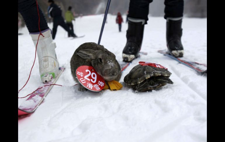 Los dueños pusieron a sus animales en esquíes o encima de un trineo y los guiaron durante la carrera. AFP /