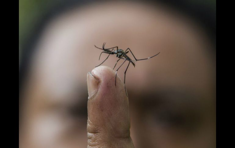 Los mosquitos infertilizarán a las hembras que transmiten la enfermedad para frenar el avance del mal. ARCHIVO /