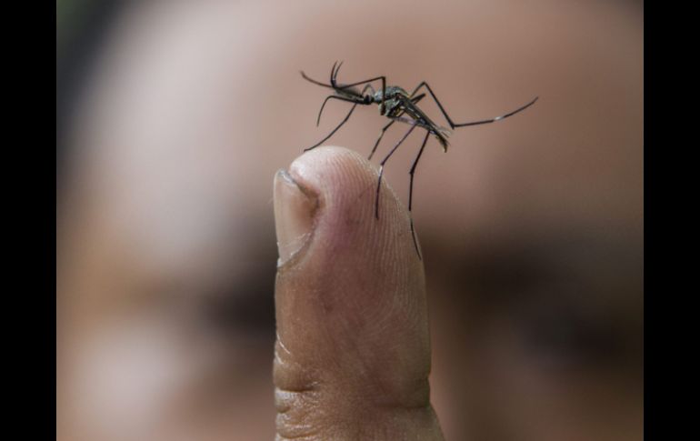 Los científicos encuentran una cantidad inusitada de un grupo de RO en los cuerpos de los mosquitos macho. ARCHIVO /