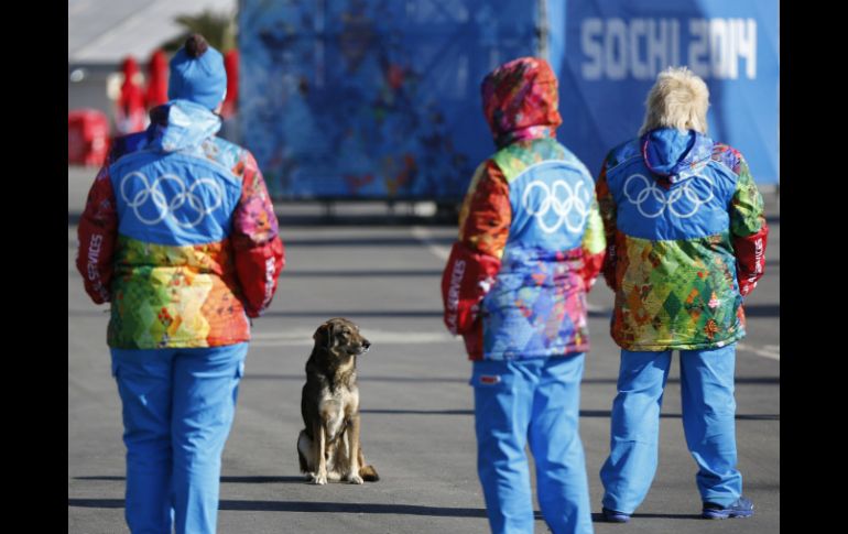 Un perro permanece cerca de las instalaciones olímpicas, rodeado de voluntarios de Sochi 2014. AP /