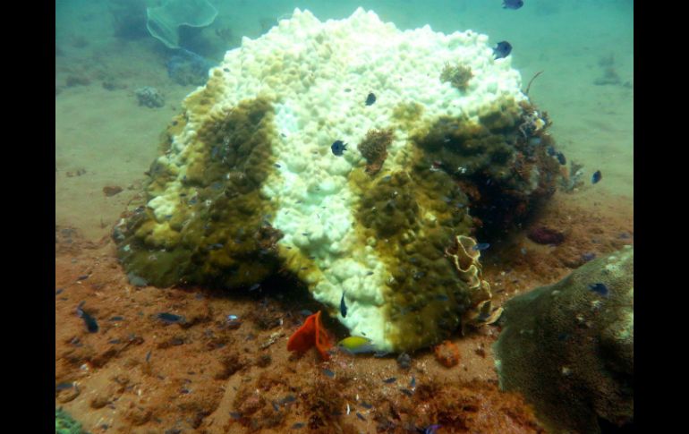 Imagenes de corales en Australia . EFE /