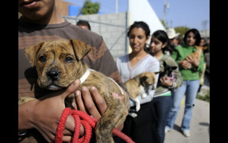 Se podrá vacunar a las mascotas en la sede del Centro de Control Animal, ubicado en Puerto Melaque número 2785, en San Isidro. ARCHIVO /