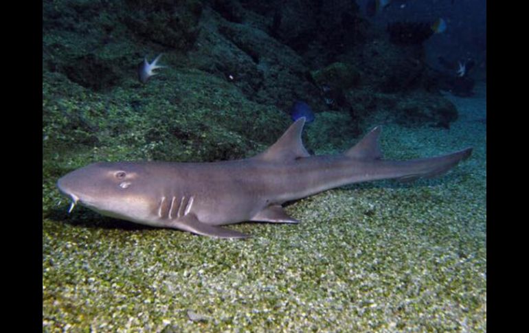 El tiburón gato moteado fue concebido mediante la inseminación artificial. ESPECIAL /