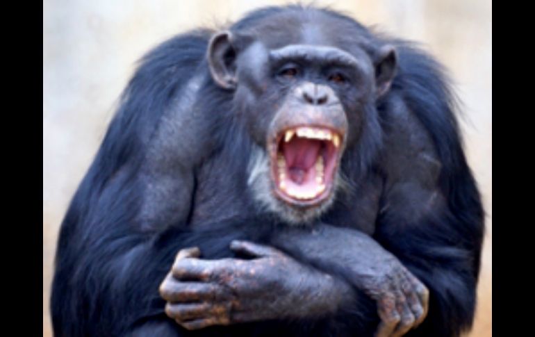 La falta de empatía con los babuinos y chimpancés de otras manadas se debe a que estos son vistos como enemigos. ESPECIAL /