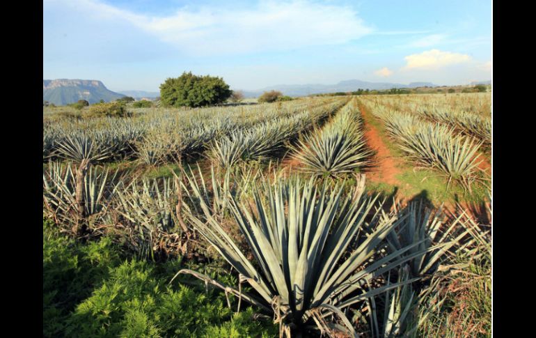 La 'Ruta del Tequila' fue establecida para aumentar la competitividad en las micro, pequeñas y medianas empresas. ARCHIVO /