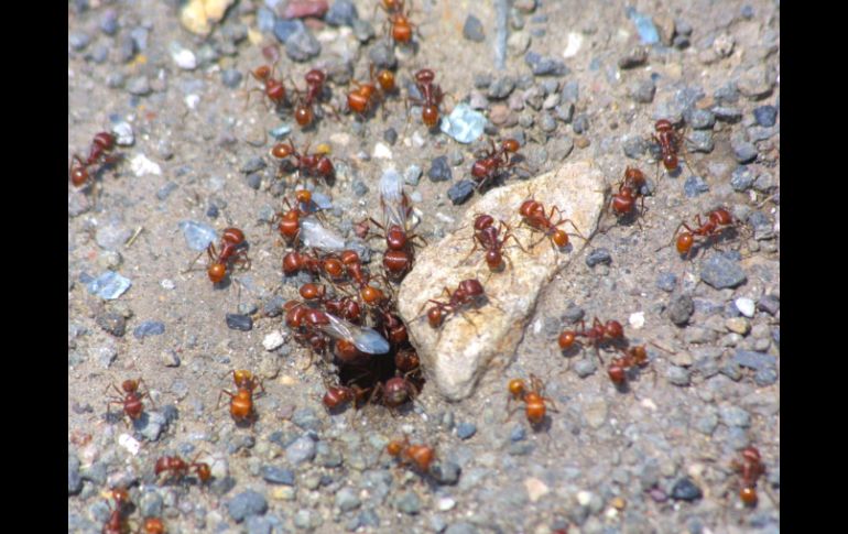 La picadura de las hormigas que viven en esos árboles es mucho más potente que de la abeja y puede ser letal. ARCHIVO /