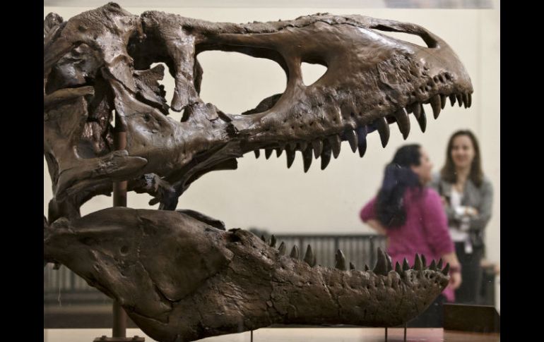 Una réplica de un Tyrannosaurus rex descubierto en Montana recibe a los visitantes al entrar al  Smithsonian. AP /