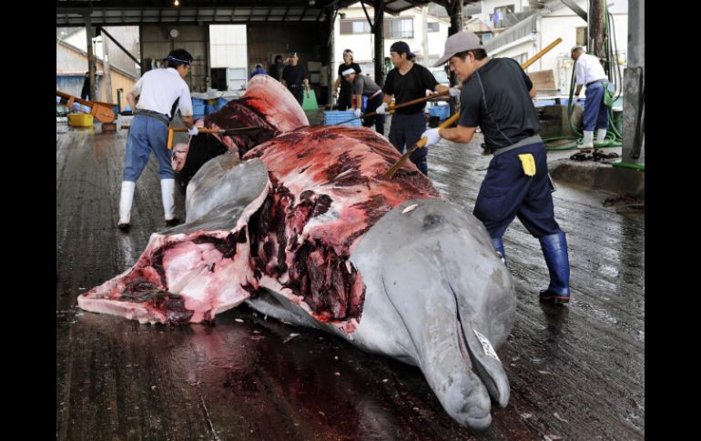 El anuncio pone en evidencia que Japón no ha abandonado sus planes de seguir cazando ballenas. EFE /