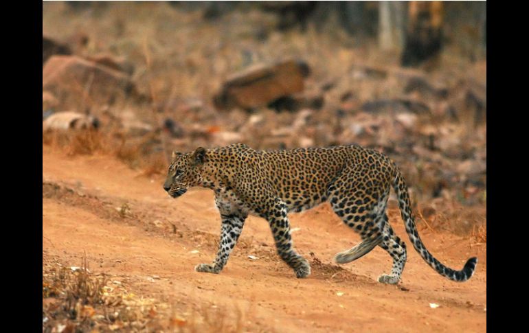 Los ataques pasan por involucrar a las comunidades afectadas en la conservación del leopardo. EFE /