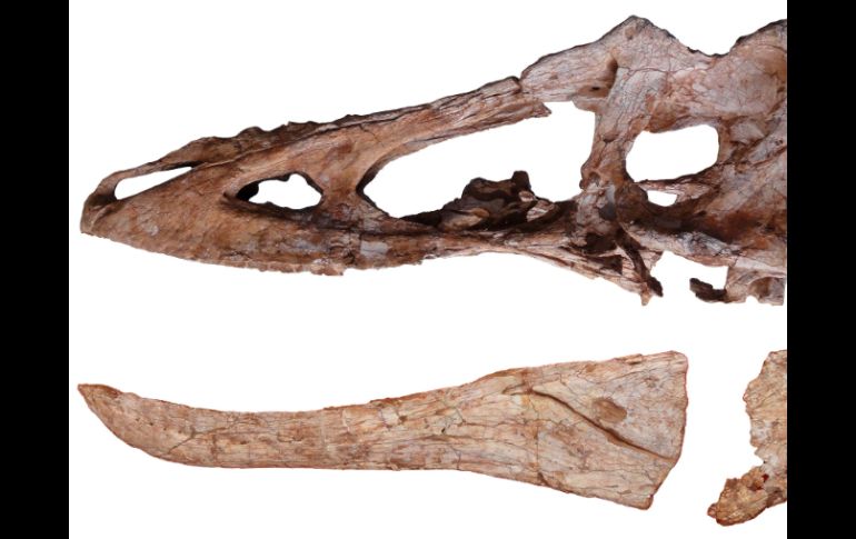 'Tenía la sonrisa con dientes del 'tiranosaurio rex', pero su hocico era largo y delgado', explicó Steve Brusatte. EFE /