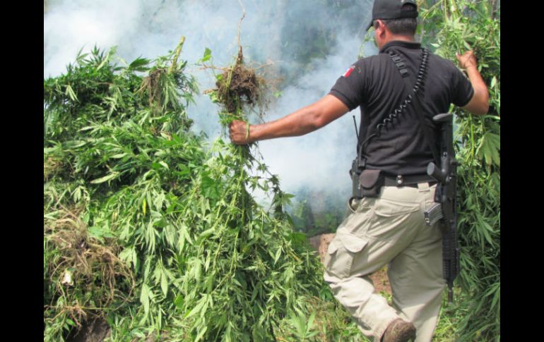 En el territorio de su jurisdicción se encontraron y destruyeron a su vez 299 plantíos de mariguana. ARCHIVO /