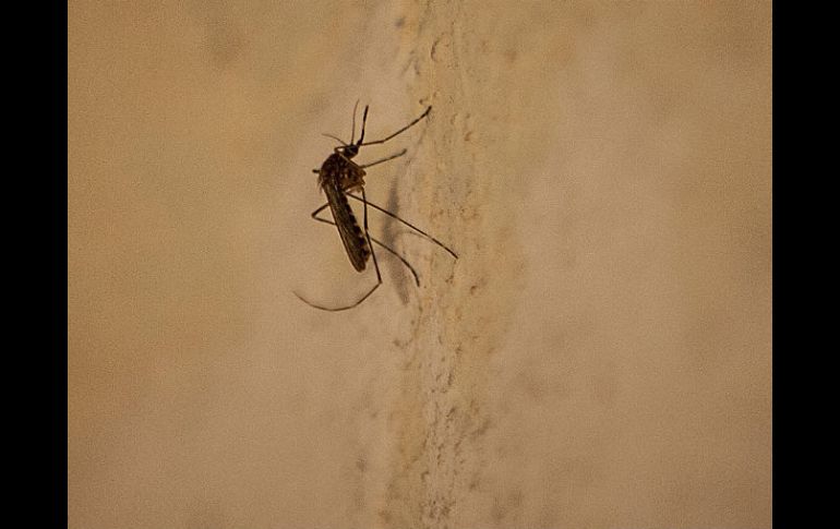 El mosco del dengue ha tenido una adaptación a diferentes ambientes en los últimos años. ARCHIVO /
