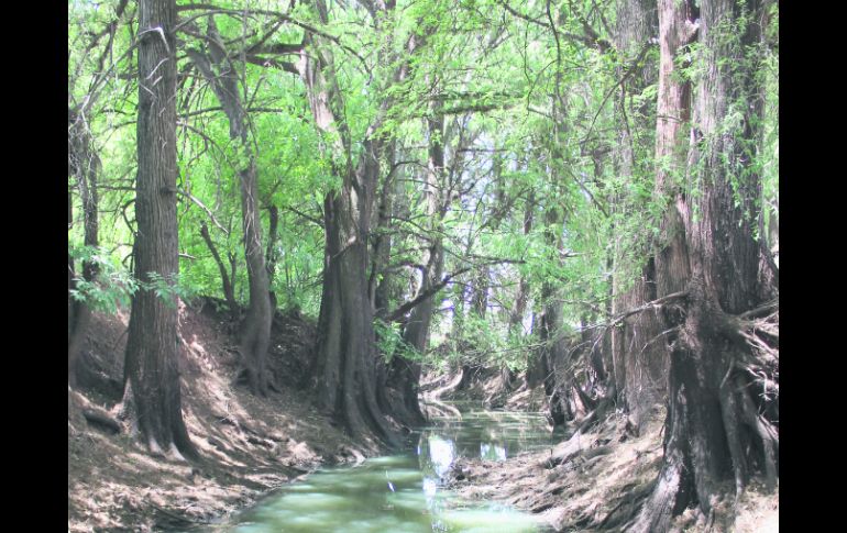 Belleza. El arroyo de Tepatitán, una de las maravillas naturales que ofrece Jalisco.  /