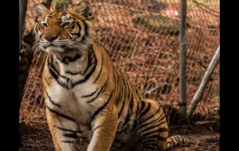 El tigre de bengala figura en la lista del Apéndice II de la Conversación sobre el CITES. Tomada de: @PROFEPA_Mx. ESPECIAL /