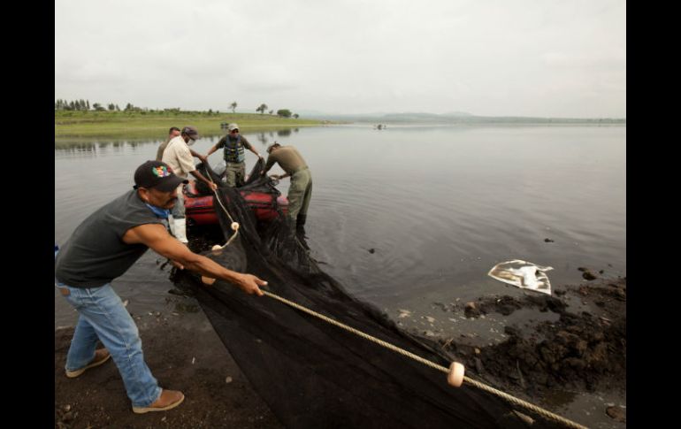 Los alevines representan una aportación de 690 mil pesos como una contribución a la reactivación de la pesca en el embalse. ARCHIVO /
