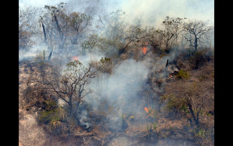 Es posible que en 2015 se incremente el número de incendios y superficie afectada, debido a la abundante humedad. ARCHIVO /