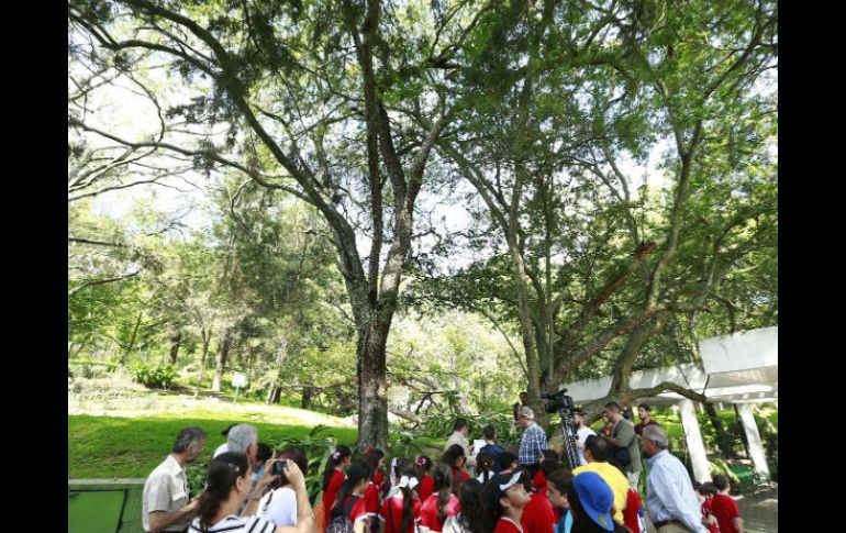 Este 10 de julio se celebra el Día del árbol, fecha que se festejó en el parque Colomos. ESPECIAL /