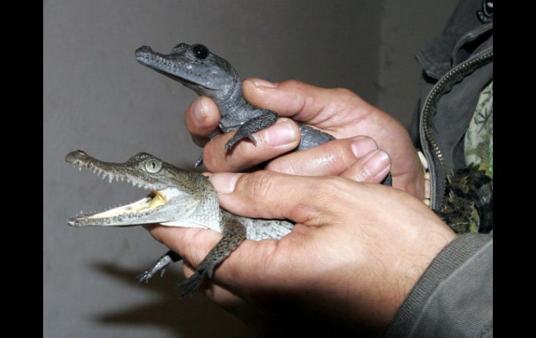 Se rescatan siete cocodrilos que se encontraban en una represa cerca de la carretera a Morelia, uno de ellos alcanza 80 centímetros. ARCHIVO /