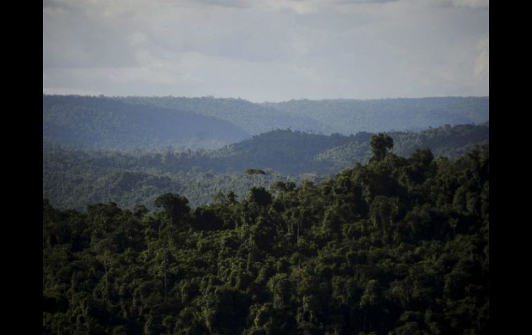 La construcción formará parte de un proyecto de estudios científicos de la selva amazónica. EFE /