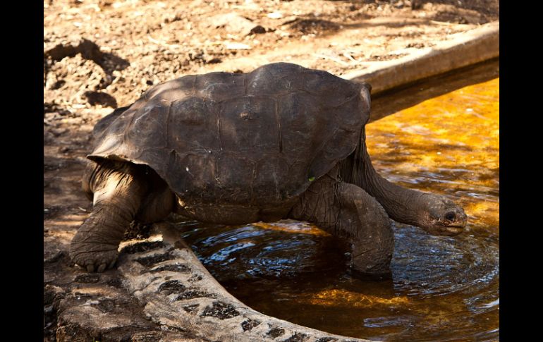 Funcionarios se ven obligados a frenar la reproducción descontrolada de tortugas desérticas. ARCHIVO /
