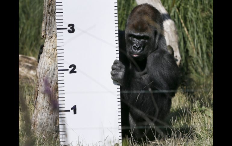 El gorila occidental de espalda plateada gesticula durante un pase fotográfico en el recuento anual del zoológico. AP /