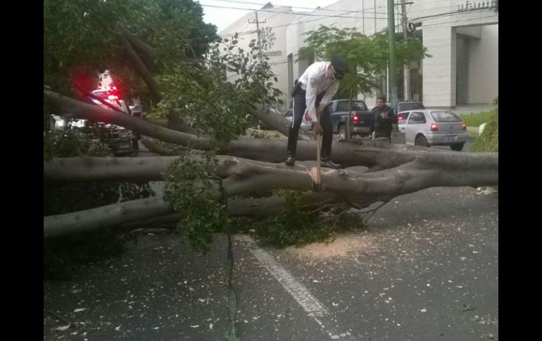 En Zapopan se derribó un árbol sobre Mariano Otero a la altura del WTC, lo que provocó conflictos viales en la zona.  /